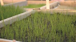 DLF Seeds